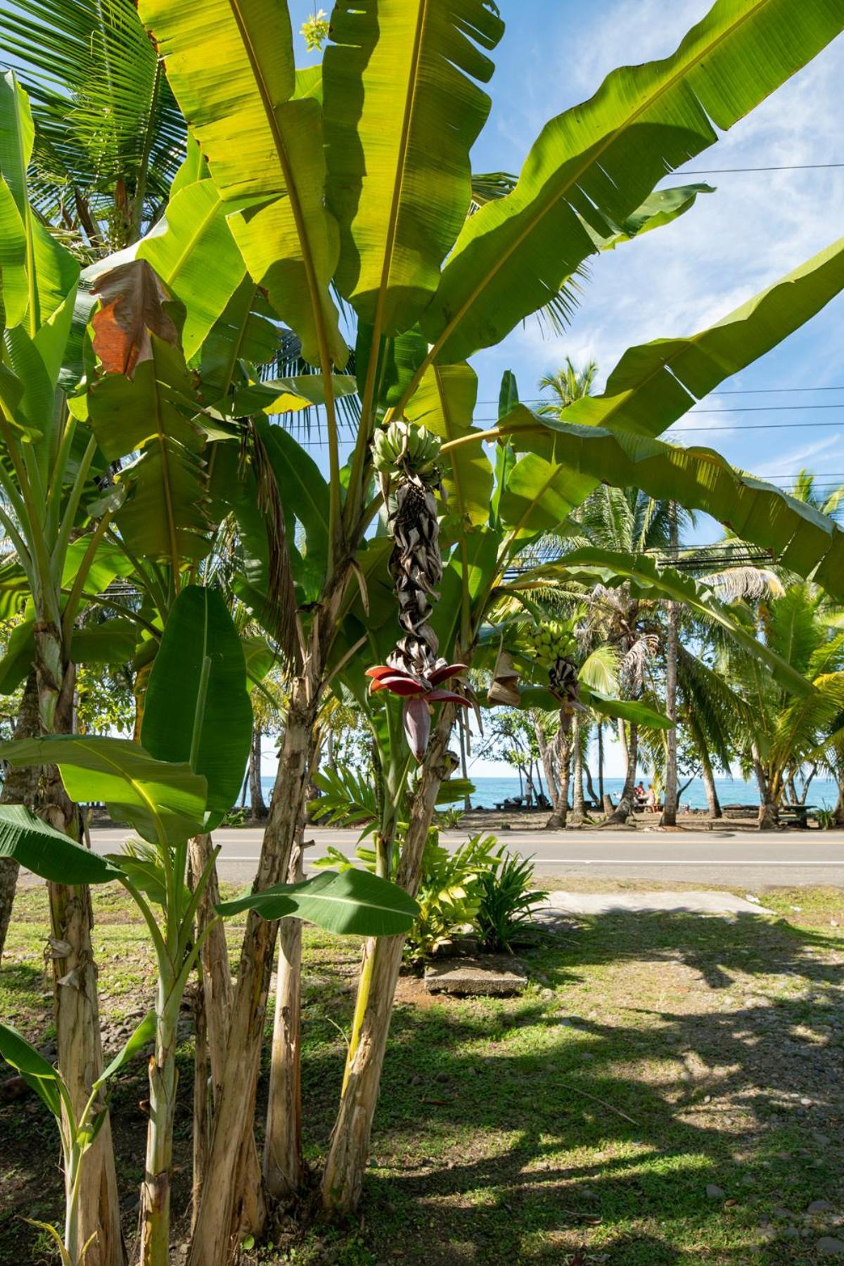 Holiday home Casa Blanca Beachfront House With Shared Pool Access Pangea